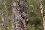 wildlife;raptor;owl;gray;grey;Strix-nebulosa;branch;tree;Maine;ME;D5;2017