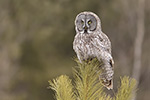wildlife;raptor;owl;gray;grey;Strix-nebulosa;pine;tree;Maine;ME;D5;2017