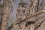wildlife;raptor;owl;gray;grey;Strix-nebulosa;tree;branch;New-Hampshire;NH;D5;2017