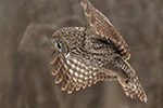 wildlife;raptor;owl;gray;grey;Strix-nebulosa;Flight;NH;New-Hampshire;D5;2017