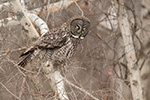 wildlife;raptor;owl;gray;grey;Strix-nebulosa;birch;tree;New-Hampshire;NH;D5;2017