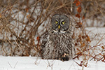 wildlife;raptor;owl;gray;grey;Strix-nebulosa;snow;vole;New-Hampshire;NH;D5;2017