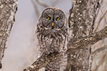 wildlife;raptor;owl;gray;grey;Strix-nebulosa;tree;stare;New-Hampshire;NH;D5;2017