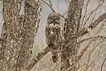wildlife;raptor;owl;gray;grey;Strix-nebulosa;branch;tree;New-Hampshire;NH;D5;2017