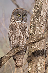 wildlife;raptor;owl;gray;grey;Strix-nebulosa;branch;tree;New-Hampshire;NH;D5;2017