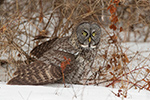 wildlife;raptor;owl;gray;grey;Strix-nebulosa;snow;vole;New-Hampshire;NH;D5;2017