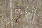 wildlife;raptor;owl;gray;grey;Strix-nebulosa;tree;New-Hampshire;NH;D5;2017