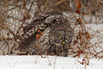 wildlife;raptor;owl;gray;grey;Strix-nebulosa;snow;vole;New-Hampshire;NH;D5;2017
