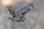 wildlife;raptor;owl;gray;grey;Strix-nebulosa;Flight;NH;New-Hampshire;D5;2017