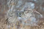 wildlife;raptor;owl;gray;grey;Strix-nebulosa;Flight;NH;New-Hampshire;D5;2017