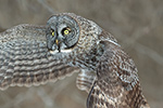 wildlife;raptor;owl;gray;grey;Strix-nebulosa;Flight;NH;New-Hampshire;D5;2017