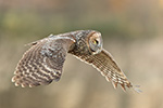 wildlife;raptor;owl;gray;grey;Strix-nebulosa;Flight;sunset;NH;New-Hampshire;D5;2017