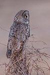 wildlife;raptor;owl;gray;grey;Strix-nebulosa;snag;NH;New-Hampshire;D5;2017