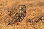 wildlife;raptor;owl;gray;grey;Strix-nebulosa;grass;sunset;NH;New-Hampshire;D5;2017