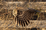 wildlife;raptor;owl;gray;grey;Strix-nebulosa;Flight;sunset;NH;New-Hampshire;D5;2017