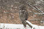 wildlife;raptor;owl;gray;grey;Strix-nebulosa;snow;NH;New-Hampshire;D5;2017