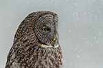 wildlife;raptor;owl;gray;grey;Strix-nebulosa;snow;NH;New-Hampshire;D5;2017