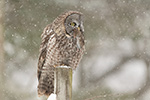 wildlife;raptor;owl;gray;grey;Strix-nebulosa;snow;NH;New-Hampshire;D5;2017