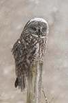 wildlife;raptor;owl;gray;grey;Strix-nebulosa;snow;NH;New-Hampshire;D5;2017