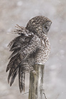 wildlife;raptor;owl;gray;grey;Strix-nebulosa;snow;NH;New-Hampshire;D5;2017