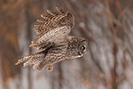 wildlife;raptor;owl;gray;grey;Strix-nebulosa;close-up;snow;Canada;D5;2017