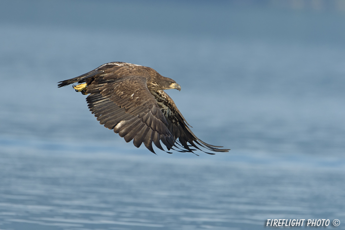 wildlife;bald eagle;Haliaeetus leucocephalus;eagle;raptor;bird of prey;eaglets;rocks;Lakes Region;NH;D4