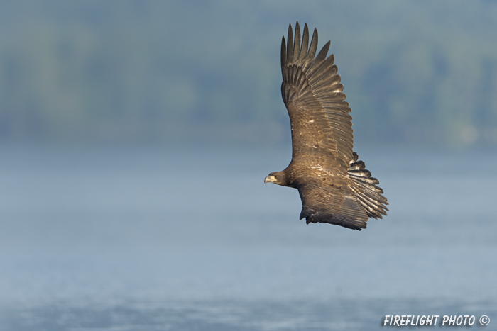 wildlife;bald eagle;Haliaeetus leucocephalus;eagle;raptor;bird of prey;eaglets;rocks;Lakes Region;NH;D4