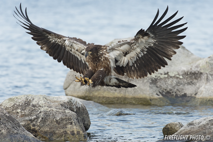 wildlife;bald eagle;Haliaeetus leucocephalus;eagle;raptor;bird of prey;eaglets;chicks;Lakes Region;NH;D4