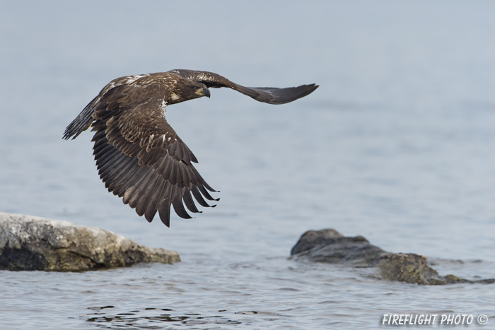 wildlife;bald eagle;Haliaeetus leucocephalus;eagle;raptor;bird of prey;eaglets;rocks;Lakes Region;NH;D4