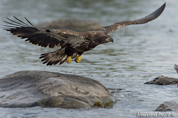 wildlife;bald eagle;Haliaeetus leucocephalus;eagle;raptor;bird of prey;eaglets;rocks;Lakes Region;NH;D4