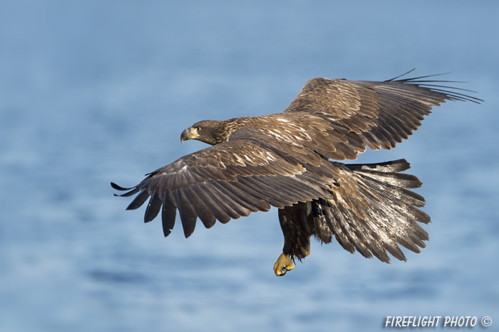 wildlife;bald eagle;Haliaeetus leucocephalus;eagle;raptor;bird of prey;eaglet;water;Lakes Region;NH;D4