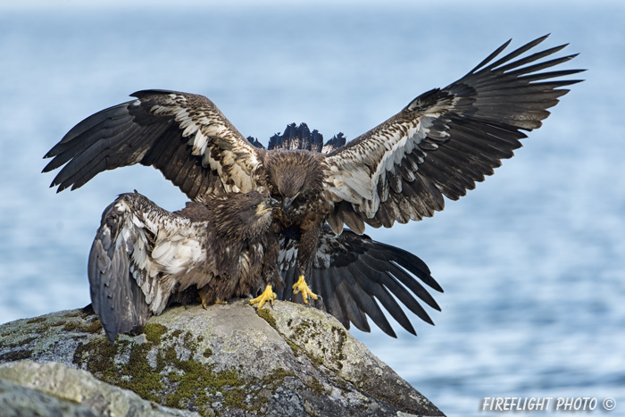 wildlife;bald eagle;Haliaeetus leucocephalus;eagle;raptor;bird of prey;eaglets;rocks;Lakes Region;NH;D4