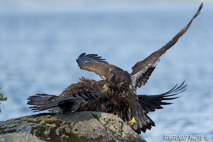 wildlife;bald eagle;Haliaeetus leucocephalus;eagle;raptor;bird of prey;eaglets;rocks;Lakes Region;NH;D4