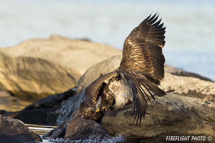 wildlife;bald eagle;Haliaeetus leucocephalus;eagle;raptor;bird of prey;eaglets;rocks;Lakes Region;NH;D4