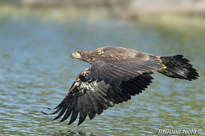 wildlife;bald eagle;Haliaeetus leucocephalus;eagle;raptor;bird of prey;eaglets;rocks;Lakes Region;NH;D4