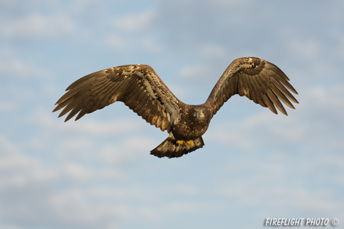 wildlife;bald eagle;Haliaeetus leucocephalus;eagle;raptor;bird of prey;immature;sunrise;Lakes Region;NH;D4