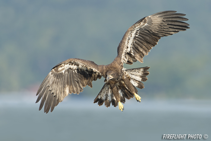 wildlife;bald eagle;Haliaeetus leucocephalus;eagle;raptor;bird of prey;immature;Lakes Region;NH;D4