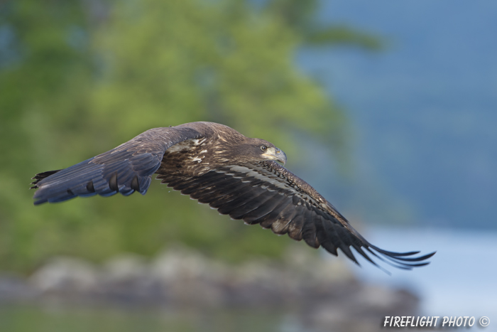 wildlife;bald eagle;Haliaeetus leucocephalus;eagle;raptor;bird of prey;immature;water;Lakes Region;NH;D4
