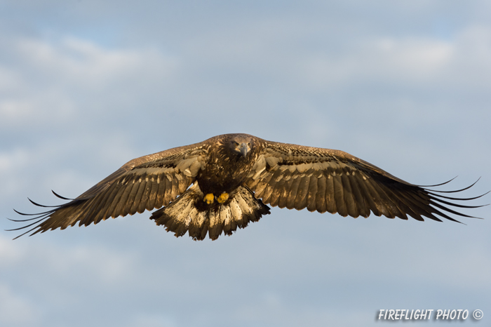 wildlife;bald eagle;Haliaeetus leucocephalus;eagle;raptor;bird of prey;immature;sunrise;Lakes Region;NH;D4