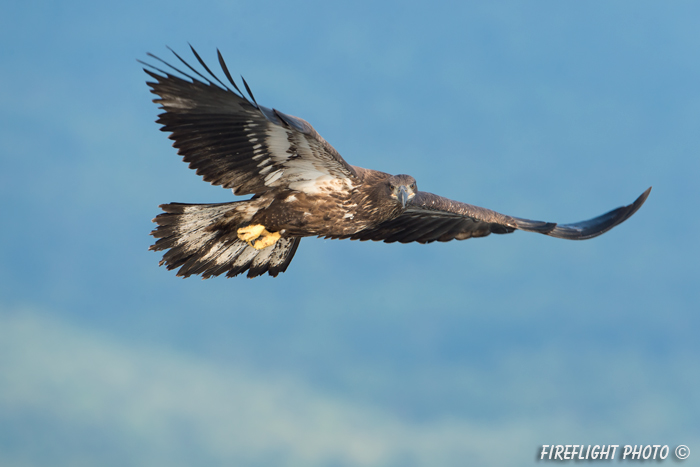 wildlife;bald eagle;Haliaeetus leucocephalus;eagle;raptor;bird of prey;eaglets;Lakes Region;NH;D4