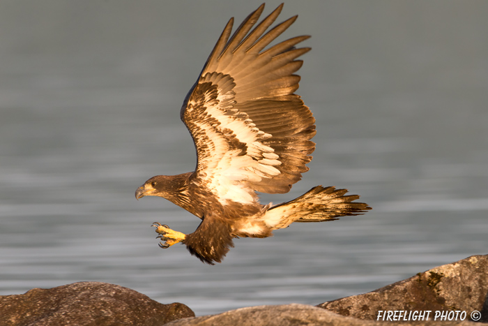 wildlife;bald eagle;Haliaeetus leucocephalus;eagle;raptor;bird of prey;eaglets;rocks;Lakes Region;NH;D4