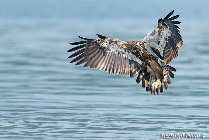 wildlife;bald eagle;Haliaeetus leucocephalus;eagle;raptor;bird of prey;eaglet;Lakes Region;NH;D4