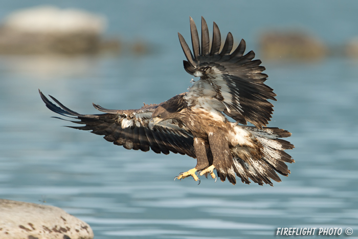 wildlife;bald eagle;Haliaeetus leucocephalus;eagle;raptor;bird of prey;eaglets;rocks;Lakes Region;NH;D4