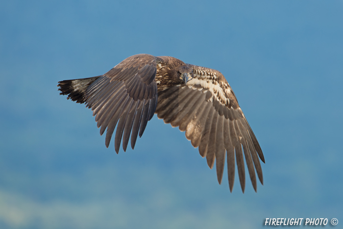 wildlife;bald eagle;Haliaeetus leucocephalus;eagle;raptor;bird of prey;eaglet;flying;Lakes Region;NH;D4