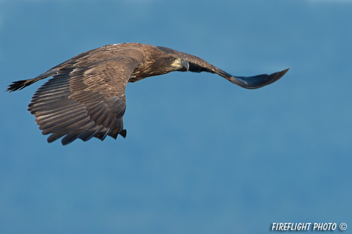 wildlife;bald eagle;Haliaeetus leucocephalus;eagle;raptor;bird of prey;eaglet;flying;Lakes Region;NH;D4