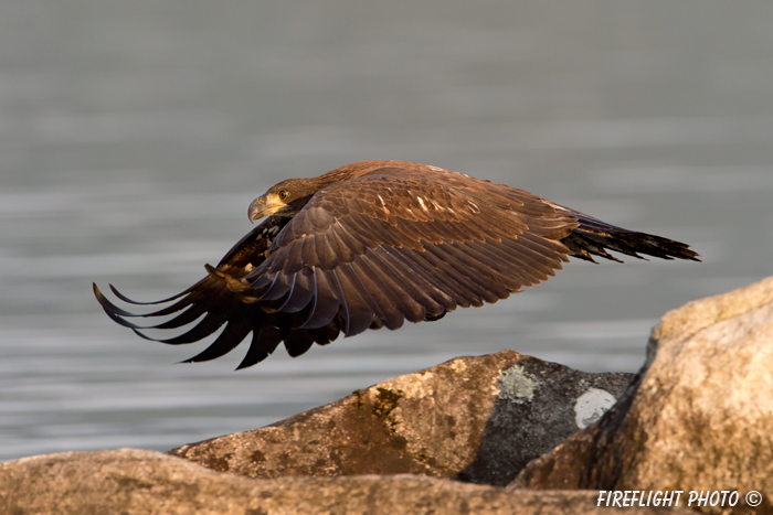 wildlife;bald eagle;Haliaeetus leucocephalus;eagle;raptor;bird of prey;eaglet;rocks;Lakes Region;NH;D4