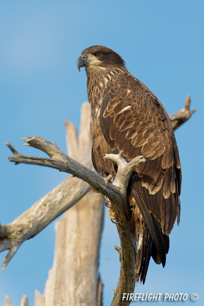 wildlife;bald eagle;Haliaeetus leucocephalus;eagle;raptor;bird of prey;eaglet;dead tree;Lakes Region;NH;D4