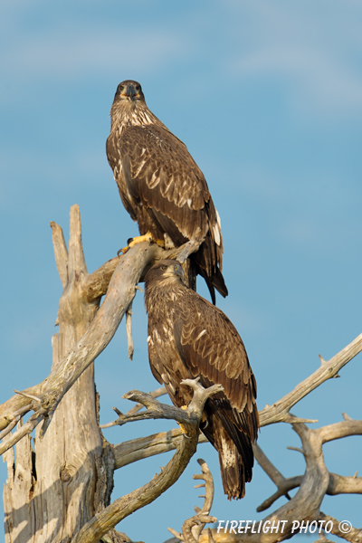 wildlife;bald eagle;Haliaeetus leucocephalus;eagle;raptor;bird of prey;eaglets;tree;Lakes Region;NH;D4
