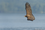 wildlife;bald-eagle;Haliaeetus-leucocephalus;eagle;raptor;bird-of-prey;eaglets;rocks;Lakes-Region;NH;D4