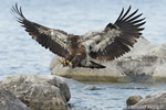 wildlife;bald-eagle;Haliaeetus-leucocephalus;eagle;raptor;bird-of-prey;eaglets;chicks;Lakes-Region;NH;D4